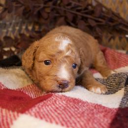 Female 2 - Red female Bernedoodle puppy in Belgreen, Alabama from Scott’s Farm Poodles and Doodles