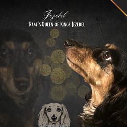 Jezebel - Dachshund