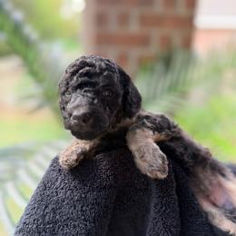 LOUIE V BLUE FEMALE - Phantom female Poodle puppy in Porter, Texas from KD's Luxury Nursery