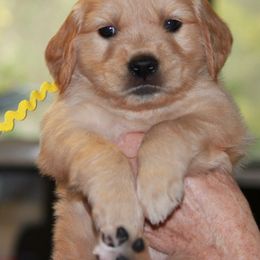 Golden Retriever Puppies from Chablisse Golden Retrievers