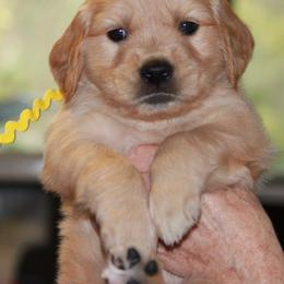 Golden Retriever Puppies from Chablisse Golden Retrievers