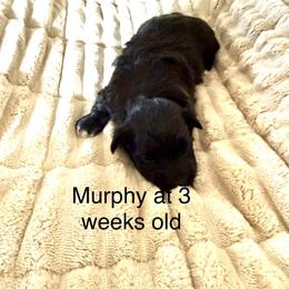Murphy - Black male Havanese puppy in Hudson, New York from Havanese of Claverack and Hudson Valley Labradors