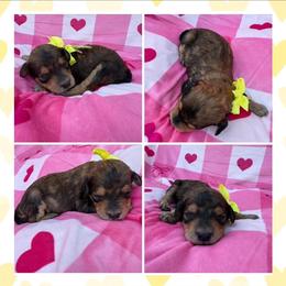 Lovey - Sable female Poodle puppy in Conway, Arkansas from Arkansas River Poodles