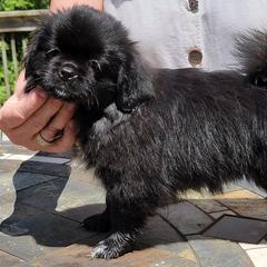 Pugs and Tibetan Spaniels from Wright's Pugs