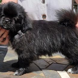 Pugs and Tibetan Spaniels from Wright's Pugs
