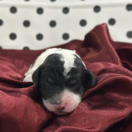 Cruella - Parti female Poodle puppy in Chino Valley, Arizona from Whiskey Row Royals