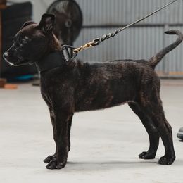 Dutch Shepherd Puppies from Westberg Working Dogs