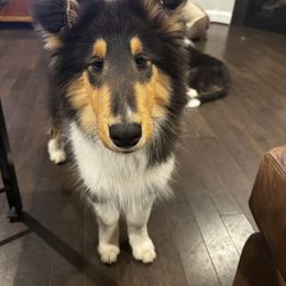 Collie and Shetland Sheepdog Puppies from Clarity