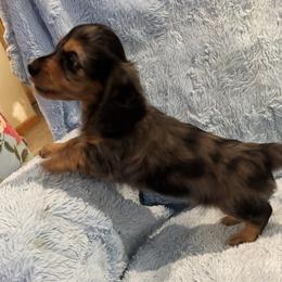 Boy 2 - male Dachshund puppy in Statesville, North Carolina from Lakeside Dachshunds
