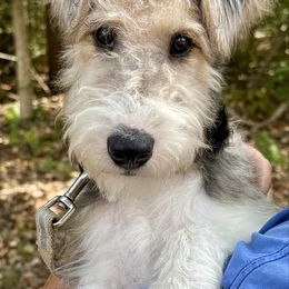 Wire Fox Terrier puppies from Birchhurst Kennels Indiana