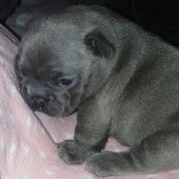 French Bulldog Puppies from Texas Express French Bulldogs