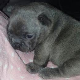 French Bulldog Puppies from Texas Express French Bulldogs