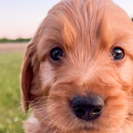 Puddle - Red  Goldendoodle puppy in Amery, Wisconsin from Cornerstone Kennels