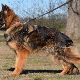 Lucy - Sable female German Shepherd puppy in Morrilton, Arkansas from Rock Bottom Ranch