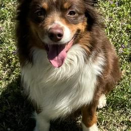 Amber - Miniature American Shepherd