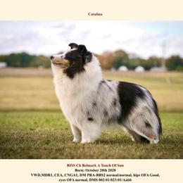 Cat - Shetland Sheepdog