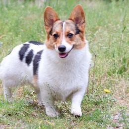 Maggie - Pembroke Welsh Corgi