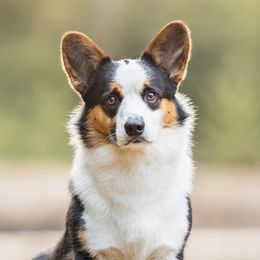 Croc - Cardigan Welsh Corgi