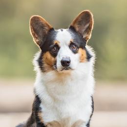 Croc - Cardigan Welsh Corgi