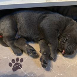 Gus - Gray male Cane Corso puppy in Dunnellon, Florida from High Royal Kennel