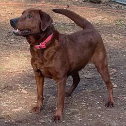 Blaze - Labrador Retriever
