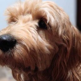 Goldendoodles from Butterfly Creek doodles and poodles