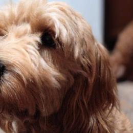 Goldendoodles from Butterfly Creek doodles and poodles
