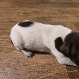 Mr. Big 2 - Liver roan male German Shorthaired Pointer puppy in Troy, North Carolina from Uwharrie GSP