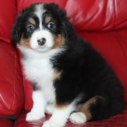 Twyla - Black tri-color female Australian Shepherd puppy in Colorado from Firestone Australian Shepherds