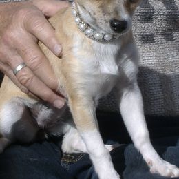 Chihuahuas from Teacals Chihuahuas