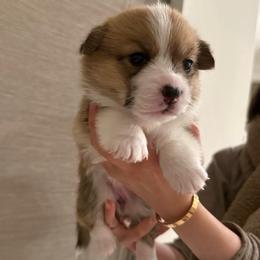 Lola - Fawn female Pembroke Welsh Corgi puppy in Chino Hills, California from Much Love Fam