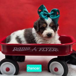 Dancer- Teal collar - Blue merle female Bernedoodle puppy in Summerville, South Carolina from Channys Doodles