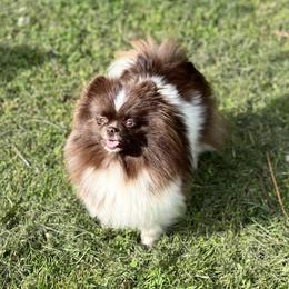 Lexi - Pomeranian