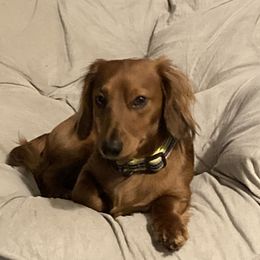 Stud muffin  - Dachshund