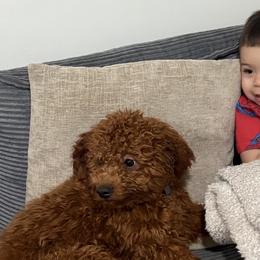 Cavapoos and Goldendoodles from Barkins and Company