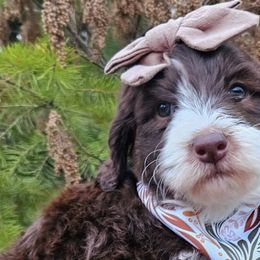 Bernedoodles and Labradoodles from Snow Mountain Doodles