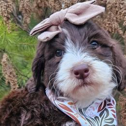 Bernedoodles and Labradoodles from Snow Mountain Doodles