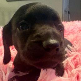 DJ - Black male Dachshund puppy in Channahon, Illinois from Lord Frank’s Mini Weeniers