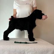 Boy 4 - Standard Schnauzer puppy in Lakebay, Washington from Jolanie Schnauzers