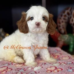 Cavapoo, Maltipoo, and Poodle Puppies from McCraws N Paws