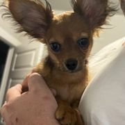 Russian Toy Puppies from Goldstone Russian Toys