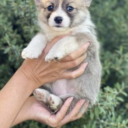 Pembroke Welsh Corgi Puppies from Mendoza Welsh Corgi’s