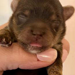 Finn William - Chocolate, tan and white male Yorkshire Terrier puppy in Tangipahoa County, Louisiana from Riche’ Louisiana Yorkies