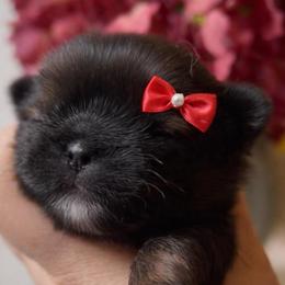 Promise - Red female Shih Tzu puppy in Kempner, Texas from Shih Tzu Reign