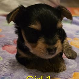 Girl 1 - Black and tan female Yorkshire Terrier puppy in Toledo, Ohio from Laura's Yorkshire Terriers