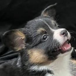 Pembroke Welsh Corgi Puppies from Conley Pembroke Welsh Corgis