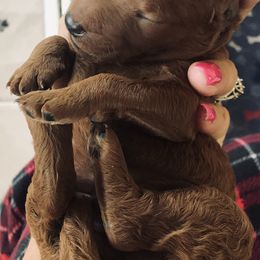 Poodle Puppies from Prissy Pants Poodles LLC