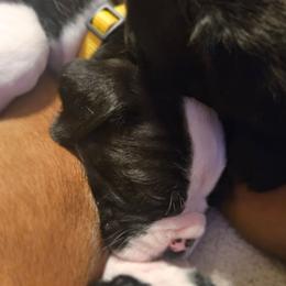 YELLOW COLLAR - Brindle female Boxer puppy in Gloucester, Virginia from Keen Boxers