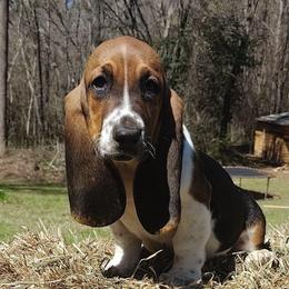 Jacks - Black brown and white male Basset Hound puppy in Newton Grove, North Carolina from MGA Basset Hound