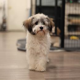 Wren - Red sable female Havanese puppy in Surprise, Arizona from Huckleberry Doodles